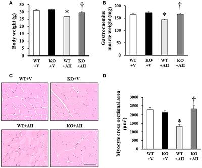 Possible Role of NADPH Oxidase 4 in Angiotensin II-Induced Muscle Wasting in Mice